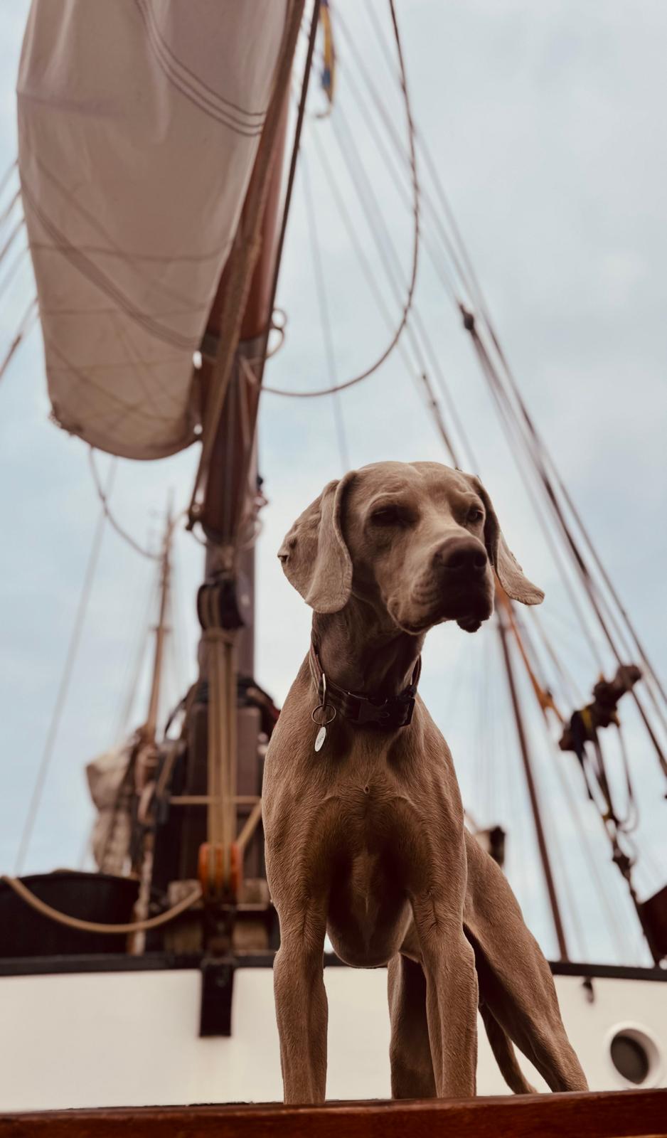 Ship dog on deck