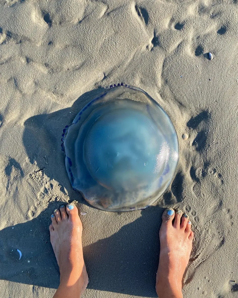 Qualle am Strand