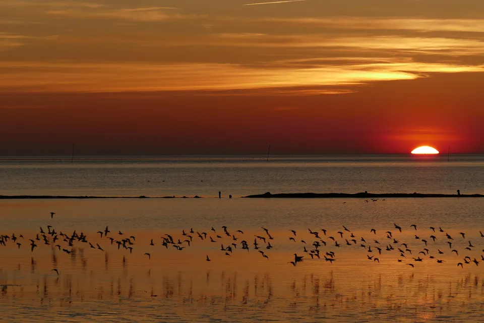 Vögel über dem Watt bei Sonnenuntergang