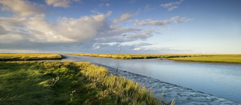 Salzwiese mit einem Priel an der Wattenmeerküste