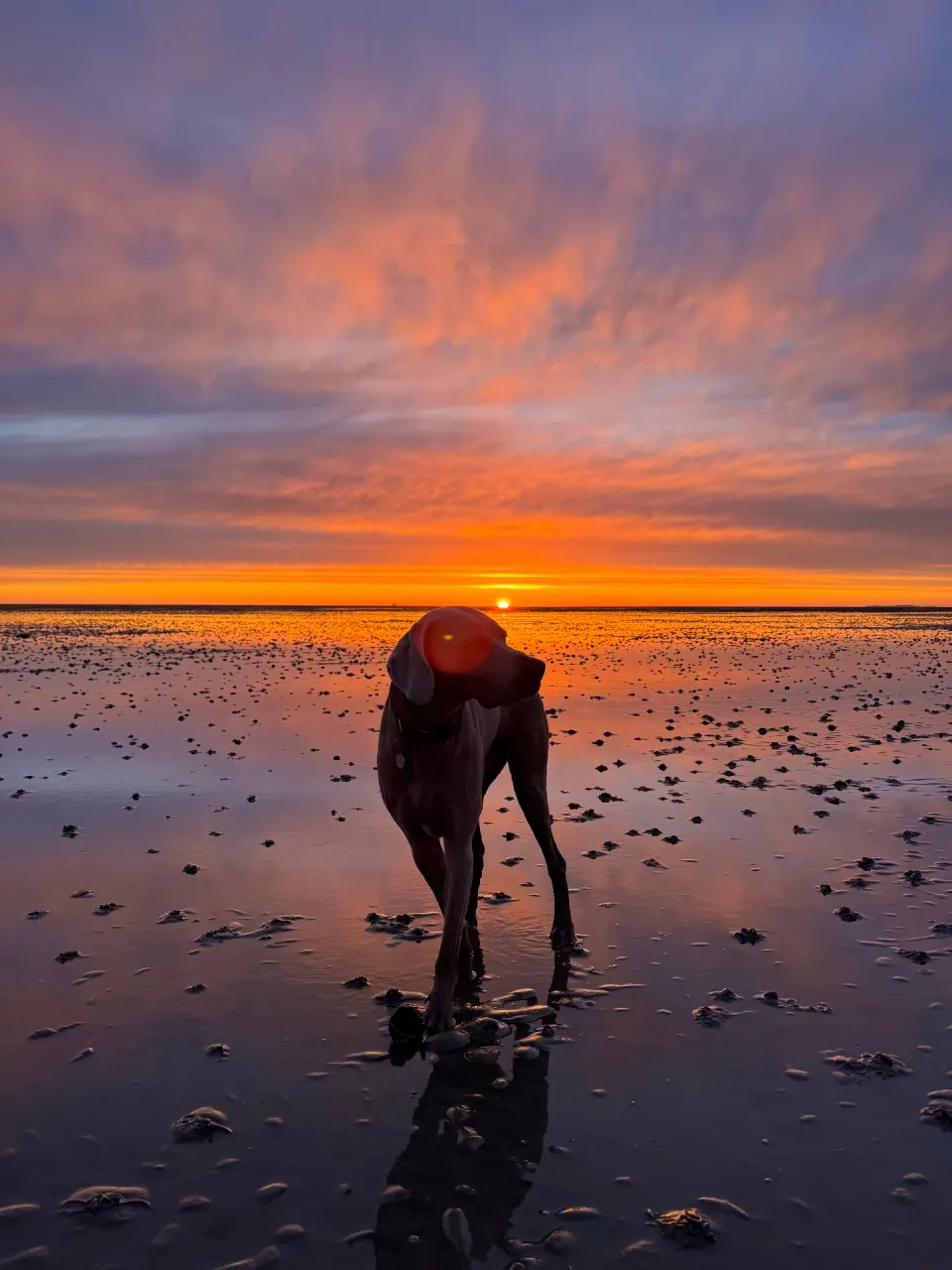 Hund im Watt bei Sonnenuntergang