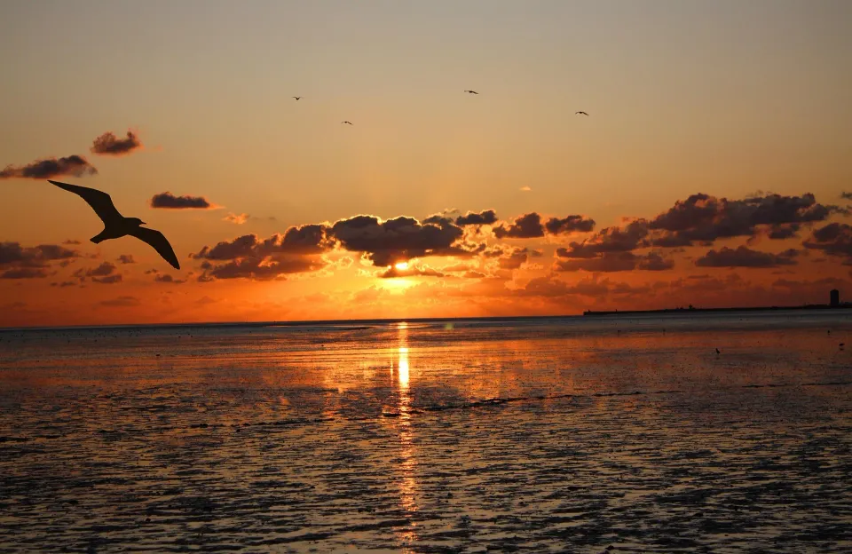 Möwe vor einem Sonnenuntergang über dem Watt