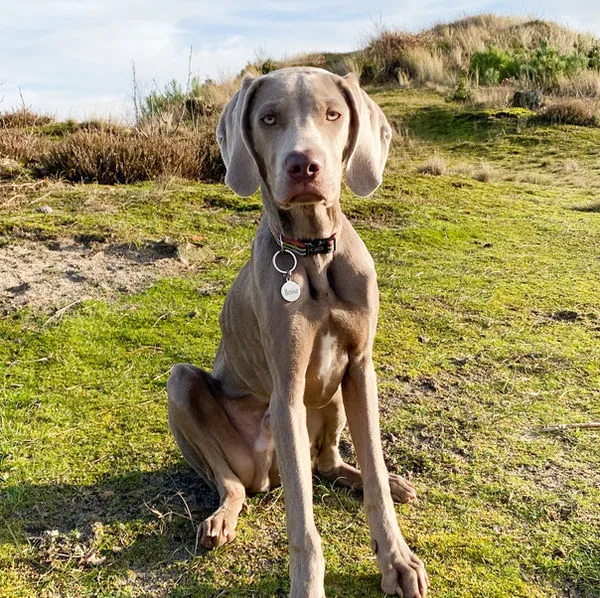 Bosse, ein grauer Hund, sitzend in den Dünen